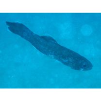 Pseudamia gelatinosa Smith, 1955