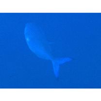 Caesio lunaris Cuvier, 1830