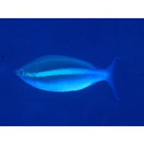 Pentapodus caninus (Cuvier, 1830)