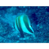 Coradion altivelis McCulloch, 1916