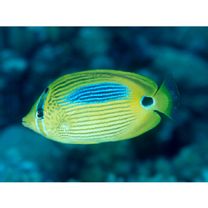 Chaetodon plebeius Cuvier, 1831