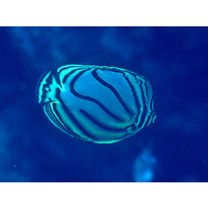 Chaetodon meyeri Bloch et Schneider, 1801