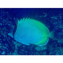 Chaetodon guentheri Ahl, 1923