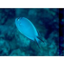 Genicanthus watanabei (Yasuda et Tominaga, 1970)