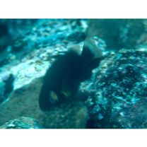 Chrysiptera brownriggii (Bennett, 1828)