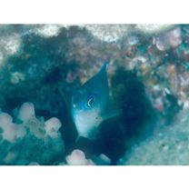 Chrysiptera glauca (Cuvier, 1830)