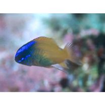 Chrysiptera rex (Snyder, 1909)