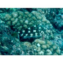 Cirrhitus pinnulatus (Schneider, 1801)