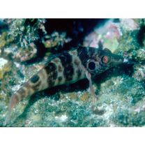 Amblycirrhitus bimacula Jenkins, 1903