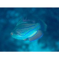 Paracheilinus carpenteri Randall et Lubbock, 1981