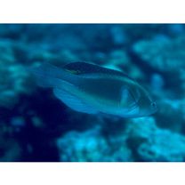 Cirrhilabrus melanomarginatus Randall et Shen, 1978