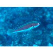 Cirrhilabrus katherinae Randall, 1992