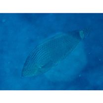 Halichoeres marginatus Ruppell, 1835