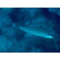 Pseudocoris yamashiroi (Schmidt, 1931)