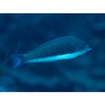 Pseudocoris yamashiroi (Schmidt, 1931)