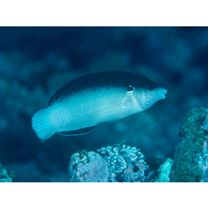 Anampses neoguinaicus Bleeker, 1878