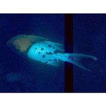 Bodianus anthioides (Bennett, 1832)