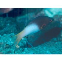 Bodianus axillaris (Bennett, 1832)