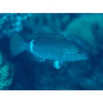 Oxycheilinus unifasciatus (Streets, 1877)