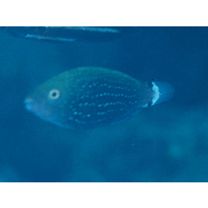 Scarus niger Forsskal, 1775