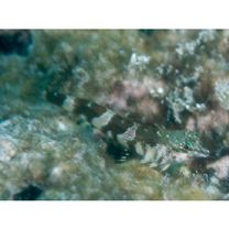 Enneapterygius rhabdotus Fricke, 1994