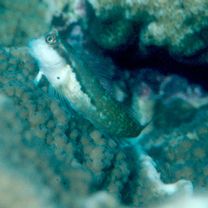 Stanulus talboti Springer, 1968