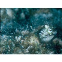 Glyptoparus delicatulus Smith, 1959