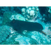 Cirripectes imitator Williams, 1985