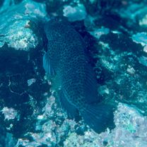 Cirripectes randalli Williams, 1988