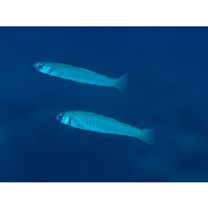 Ptereleotris zebra (Fowler, 1938)