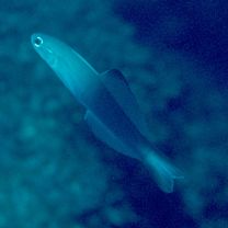 Ptereleotris evides (Jordan et Hubbs, 1925)