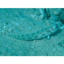 Ctenogobiops feroculus Lubbock et Polunin, 1977