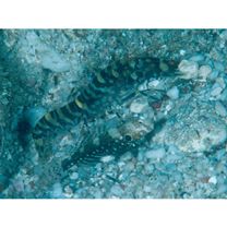 Cryptocentrus nigrocellatus (Yanagisawa, 1978)