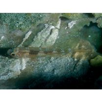 Trimma taylori Lobel, 1979