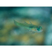 Trimma taylori Lobel, 1979