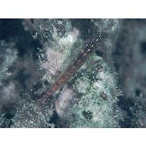 Eviota prasites Jordan et Seale, 1906