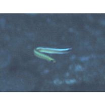 Gunnellichthys curiosus Dawson, 1968