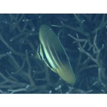 Zebrasoma veliferum (Bloch, 1795)