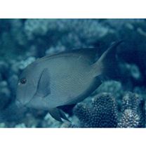 Ctenochaetus striatus (Quoy et Gaimard, 1825)