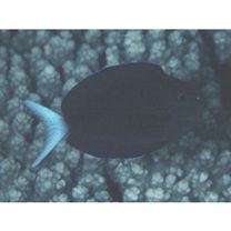 Acanthurus thompsoni (Fowler, 1923)