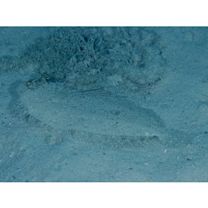 Bothus pantherinus (Ruppell, 1830)