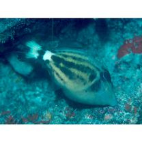 Cantherhines fronticinctus (Gunther, 1867)