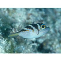 Canthigaster axiologa Whitley, 1931