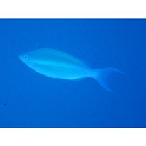 Pentapodus caninus (Cuvier, 1830)