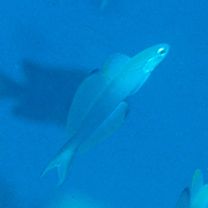 Ptereleotris evides (Jordan et Hubbs, 1925)