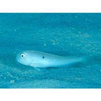 Iniistius pentadactylus (Linnaeus, 1758)