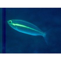 Pentapodus caninus (Cuvier, 1830)