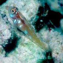 Trimma nomurai Suzuki et Senou, 2007