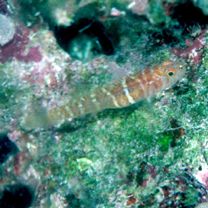 アワセイソハゼ属未同定種