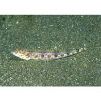 Synodus dermatogenys Fowler, 1912